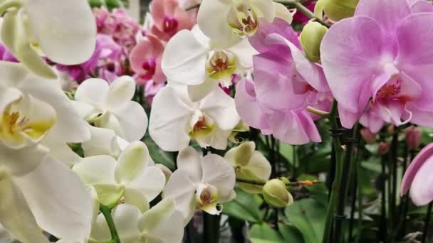 Phalaenopsis Roze Witte Orchidee Bloemen Close Orchideeën Koop Een Supermarkt — Stockvideo
