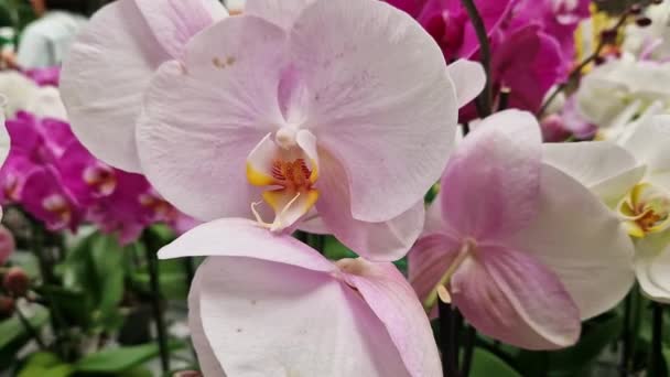 Falaenopsis Flores Orquídea Rosa Claras Fecham Orquídeas Venda Supermercado Loja — Vídeo de Stock