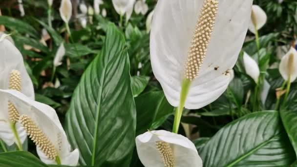 观赏植物Spathiphyllum的美丽花朵 白花衬托着宽阔的绿叶背景 是一种酷爱热量的植物 在商店里的花盆里卖花 — 图库视频影像