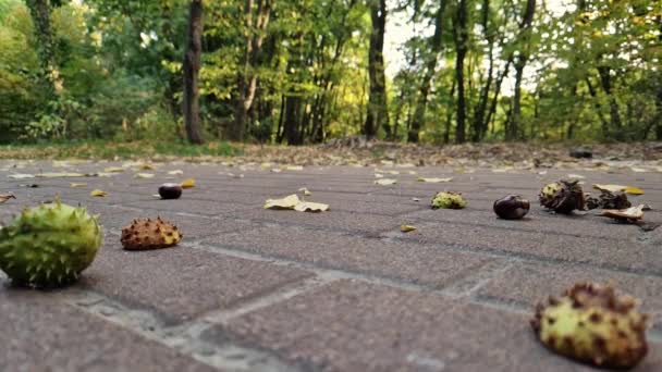 Kastanien Fallen Herbst Boden Zeitlupenvideo Herbstpark Blick Vom Erdgeschoss Auf — Stockvideo