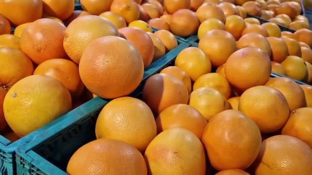 Süpermarkette Greyfurt Satmak Plastik Kutularda Citrus Meyveleri Seçici Odaklı Yakın — Stok video