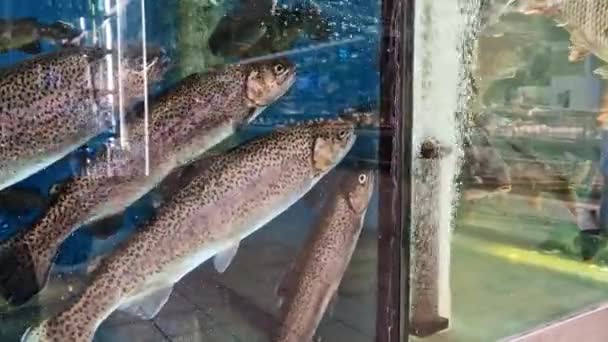 Živé Ryby Prodeji Supermarketu Živý Pstruh Akváriu Stravování Chov Ryb — Stock video
