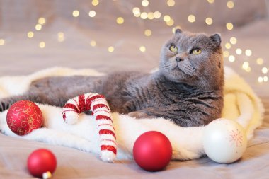 Bir İngiliz kedisi arka planda beyaz bir eşarp üzerine uzanır. Evcil hayvan ve yeni yıl ya da Noel. Kedi ve tatil dekoru. Güzel, gri, kısa saçlı kedi Noel toplarıyla yatakta.
