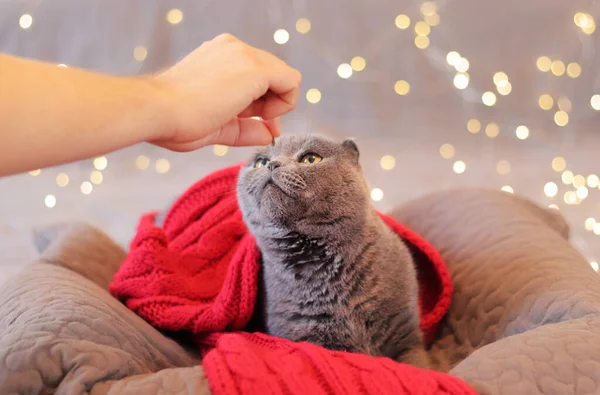 The owner hands the cat a treat. British cat in bed against the background of garland lights. Beautiful gray shorthair cat in a red scarf. Pet and New Year or Christmas
