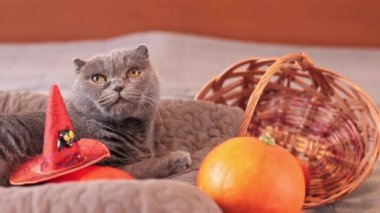 İngiliz kedisi ve Cadılar Bayramı. Gri evcil kedi, balkabağı, hasır sepet ve cadı şapkası. Yatakta evcil hayvan