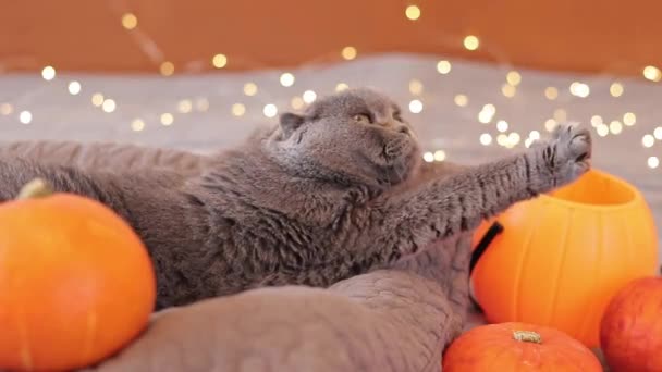고양이와 할로윈 호박과 플라스틱 양동이 마녀의 모자에 고양이 배경에 침대에 — 비디오