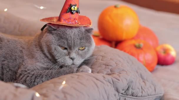 Brytyjski Kot Świątecznej Atmosferze Halloween Kot Śpi Kapeluszu Czarownicy Tle — Wideo stockowe