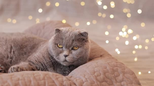 Brytyjski Kot Łóżku Tle Girlandowych Świateł Piękny Szary Kot Leży — Wideo stockowe