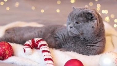 Bir İngiliz kedisi arka planda beyaz bir eşarp üzerine uzanır. Evcil hayvan ve yeni yıl ya da Noel. Kedi ve tatil dekoru. Güzel, gri, kısa saçlı kedi Noel toplarıyla yatakta.