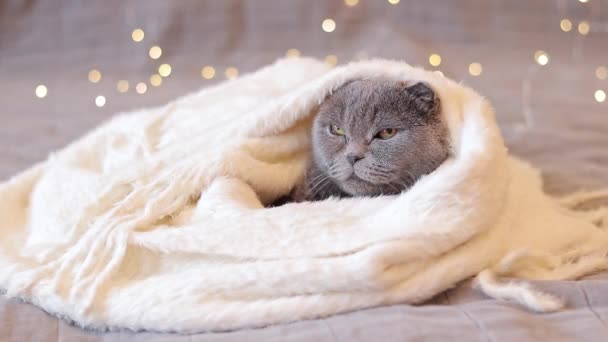 크리스마스 화환의 배경에 스카프에 고양이 동물과 크리스마스 고양이와 침대에서 짧은머리 — 비디오