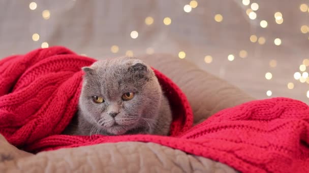 Brittisk Ras Katt Röd Halsduk Mot Bakgrund Jul Krans Sällskapsdjur — Stockvideo