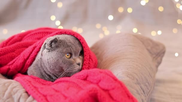 英国品种的猫 披着红色围巾 背靠着圣诞花环 宠物和新年或圣诞节 猫和节日背景 美丽的灰色短毛猫在床上 — 图库视频影像