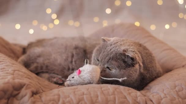 Kucing Inggris Tempat Tidur Dengan Latar Belakang Lampu Karangan Bunga — Stok Video