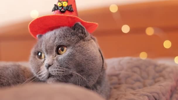 British Cat Wearing Witch Orange Hat Cat Halloween Cat Face — Stock Video