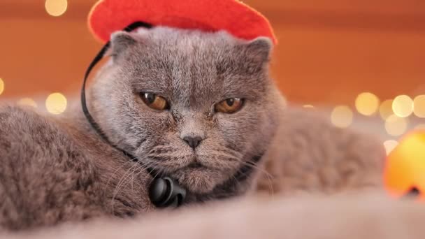Gato Británico Con Sombrero Naranja Bruja Cat Halloween Cara Del — Vídeos de Stock