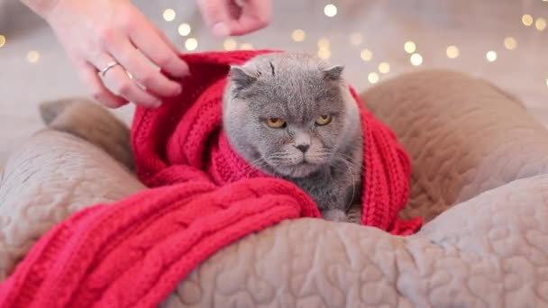 Μια Βρετανίδα Γάτα Κόκκινο Κασκόλ Στο Φόντο Μιας Χριστουγεννιάτικης Γιρλάντας — Αρχείο Βίντεο