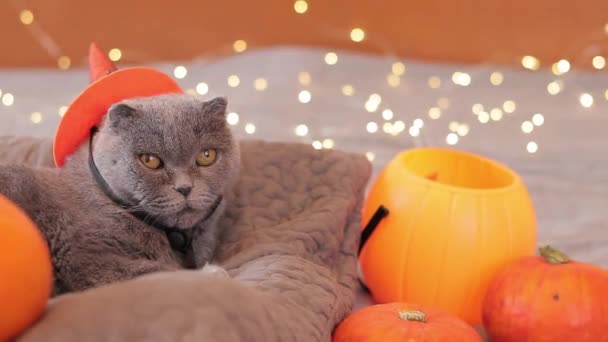 Gato Halloween Gato Británico Con Sombrero Bruja Naranja Concepto Mascotas — Vídeo de stock