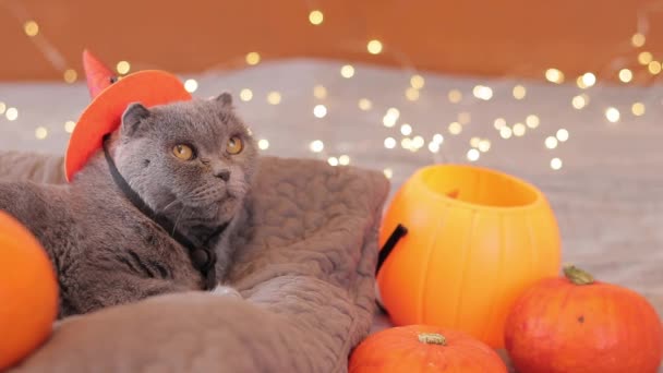 Halloween Kočka Britská Kočka Pomerančovým Kloboukem Domácí Mazlíčci Láska Zvířatům — Stock video