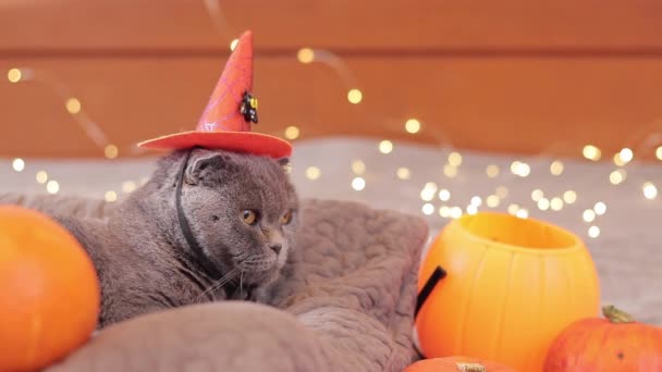 할로윈 고양이 오렌지 마녀의 모자를 고양이 동물에 할로윈 고양이 — 비디오
