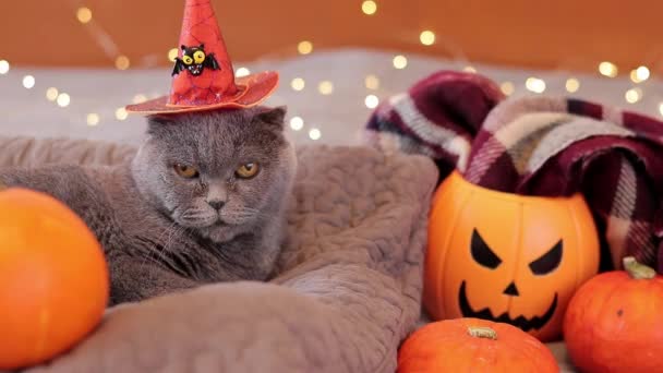 Halloween Katt Brittisk Katt Med Orange Häxhatt Husdjur Koncept Kärlek — Stockvideo