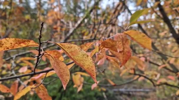 Fényes Őszi Levelek Erdő Ágain Gyönyörű Őszi Táj Természeti Jelenet — Stock videók