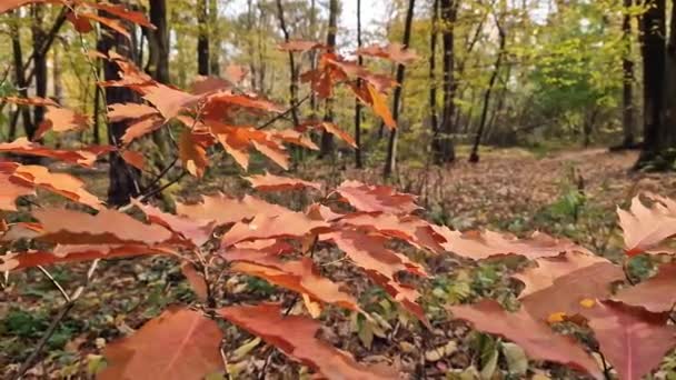 Ljusa Höstlöv Grenar Skogen Vackert Höstlandskap Naturscen Nära Håll Löv — Stockvideo