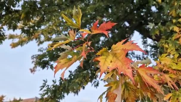 Fényes Őszi Levelek Ágakon Gyönyörű Őszi Táj Természeti Jelenet Közelről — Stock videók