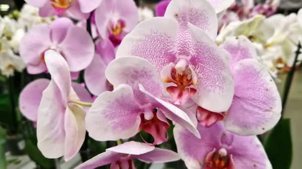 Orchidee Kwiaty Sklepie Zbliżenia Wiele Różnych Kolorów Storczyków Różowymi Plamkami — Wideo stockowe