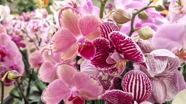 Phalaenopsis Piękne Kwiaty Orchidei Zamknąć Orchidee Sprzedaż Supermarkecie Kwiaciarni Tło — Wideo stockowe