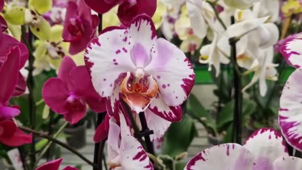 Phalaenopsis Güzel Orkide Çiçekleri Kapanıyor Orkideler Süpermarkette Çiçekçide Satılıyor Çiçek — Stok video