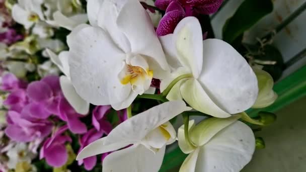 Falaenopsis Flores Brancas Orquídea Fecham Orquídeas Venda Supermercado Loja Flores — Vídeo de Stock