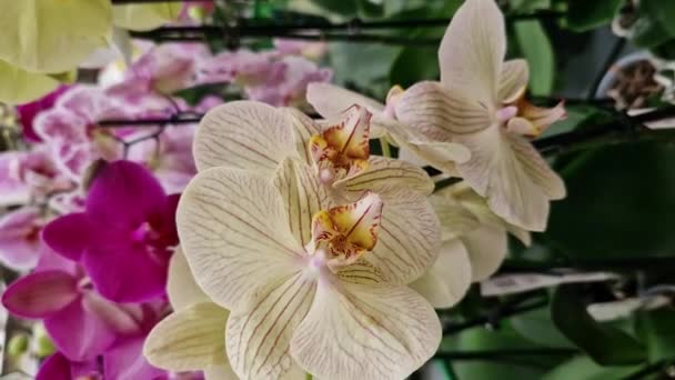 Phalaenopsis Gele Gestreepte Orchideeënbloemen Van Dichtbij Orchideeën Koop Een Supermarkt — Stockvideo