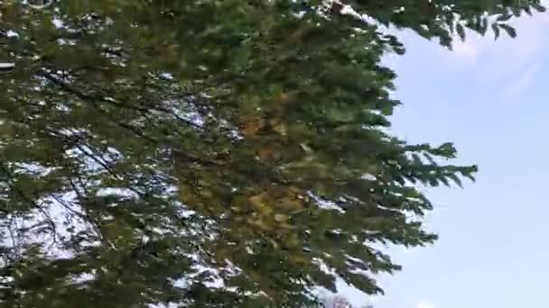 Bulutlu Sonbahar Havasında Rüzgarda Ağaç Dalları Güçlü Rüzgar Yeşil Sarı — Stok video