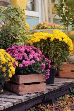 Bir kır evinin ya da bir mağazanın girişinde saksılar dolusu çiçek, sonbahar kompozisyonu. Verandasında bitkiler olan tahta kutular. Bahçıvanlık
