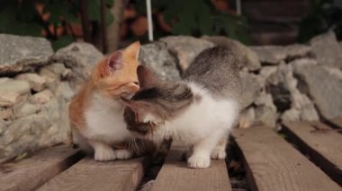 Yoldaki tahtaları koklayan iki küçük kedi yavrusu. Seradaki kır evindeki meraklı kedi yavruları merak uyandırıyor. Evcil hayvanlar. Kediler kır evinde güzel havada yürürler.