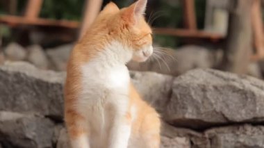 Kırmızı küçük bir kedi yavrusu arka pençesiyle kaşınıyor. Parktaki kedi yavrusu, kır evinde ya da yazın bahçede. Taş kaldırımın kenarındaki kedi. Oyuncak turuncu kedi yavrusu