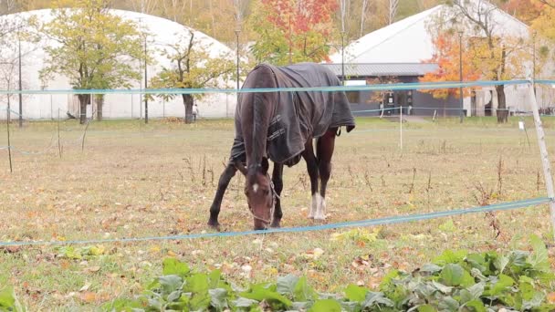 Cavalo Cobertor Come Grama Atrás Uma Cerca Outono Cavalo Marrom — Vídeo de Stock