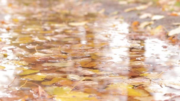 Podzimní Louže Zlatými Listy Deštivé Počasí Žluté Padající Listí Vodě — Stock video