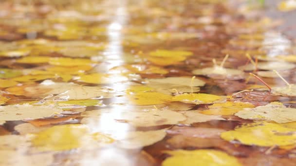 Podzimní Louže Zlatými Listy Deštivé Počasí Žluté Padající Listí Vodě — Stock video