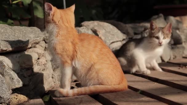 Tahta Kaldırımda Iki Küçük Kedi Yavrusu Uykulu Kırmızı Bir Kedi — Stok video