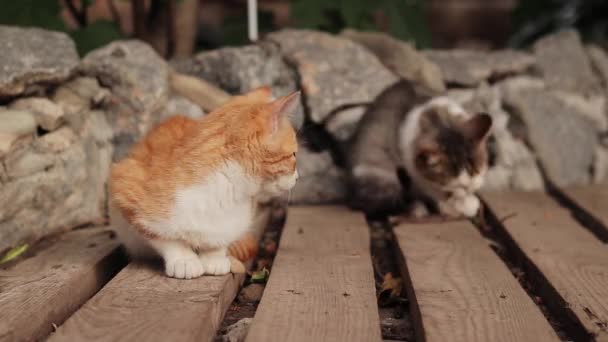 Two Little Kittens Boardwalk Red Kitten Watch How Second One — Stock Video