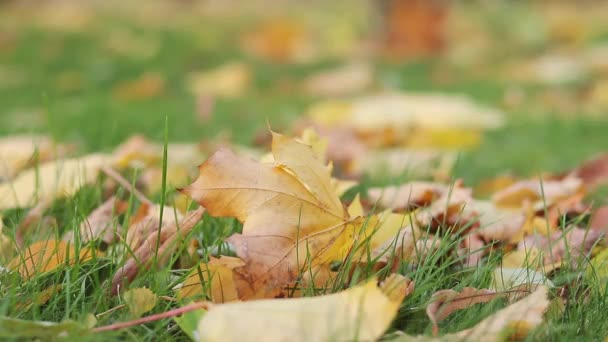 Podzim Jasně Žluté Listy Trávě Selektivní Zaostření Podzimní Počasí Padající — Stock video