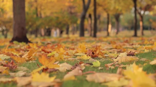 Φθινόπωρο Φωτεινά Κίτρινα Φύλλα Στο Γρασίδι Επιλεκτική Εστίαση Φθινοπωρινός Καιρός — Αρχείο Βίντεο