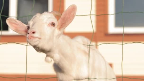 Egy Fehér Kecske Állatkertben Élvezetet Kér Állatsimogató Kecske Átdugja Fejét — Stock videók