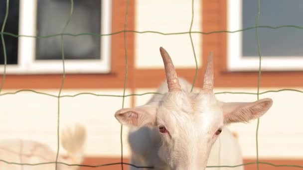 Egy Fehér Kecske Állatkertben Élvezetet Kér Állatsimogató Kecske Átdugja Fejét — Stock videók