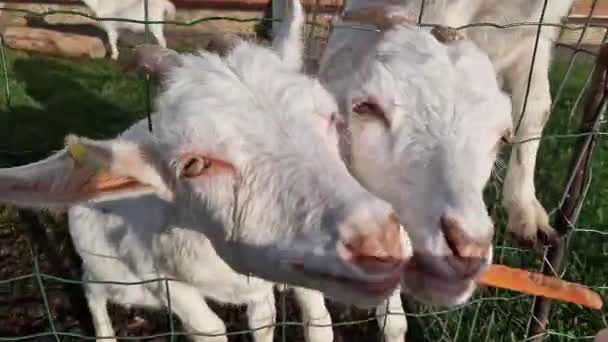 Fehér Kecskék Állatkertben Édességet Kérnek Állatsimogató Kecske Átdugja Fejét Kerítésen — Stock videók