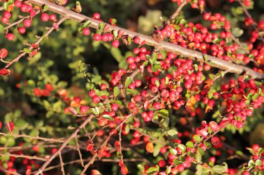 Çalının dallarında parlak kırmızı meyveler, yakın plan. Sonbahar. Yeşil yapraklı, böğürtlenli, parlak kırmızı kızılcıklar. Cotoneaster dammeri