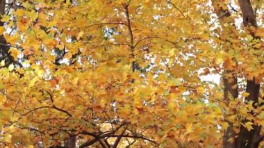 Liriodendron tulipiferası. Parlak sarı yapraklı ağaç. Güz arkaplanı ve güzel yaprakları olan bir ağaç. Parlak yapraklı bir bitki. Doğada mevsim değişimi