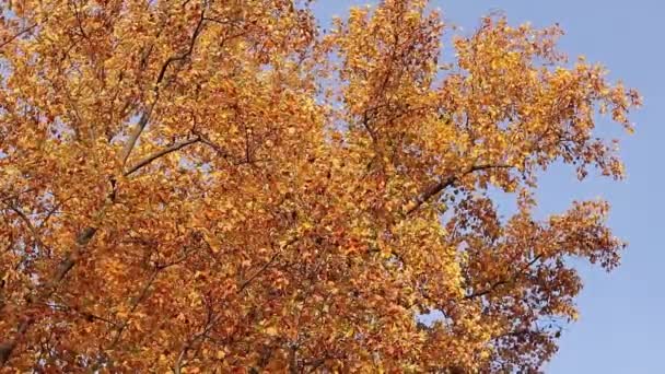 Liriodendron Tulipifera Tree Bright Yellow Leaves Autumn Background Tree Beautiful — Stock Video