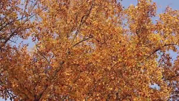 Liriodendron Tulipifera Baum Mit Hellgelben Blättern Herbst Hintergrund Mit Einem — Stockvideo